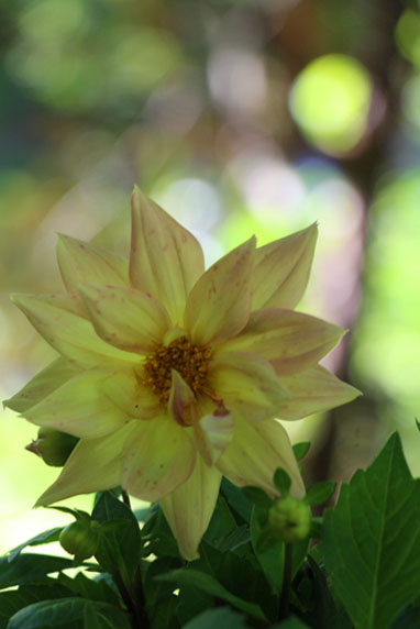 小菅トラウトガーデン 釣果