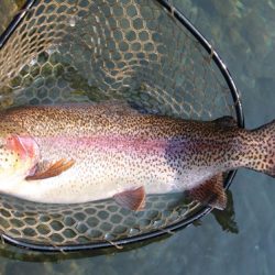 小菅トラウトガーデン 釣果