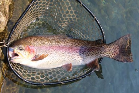 小菅トラウトガーデン 釣果