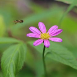 小菅トラウトガーデン 釣果