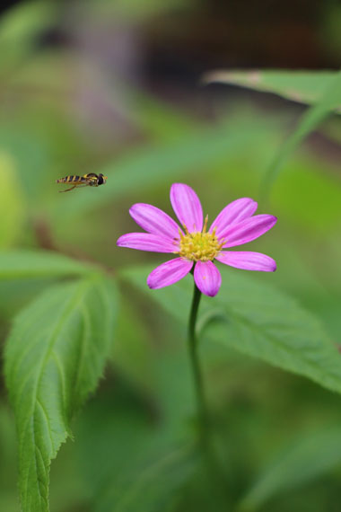 小菅トラウトガーデン 釣果
