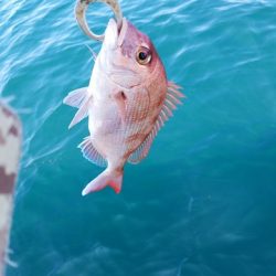 遊漁船 ニライカナイ 釣果