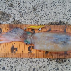 初夏の釣果まとめ【きた氏連載 vol.10】