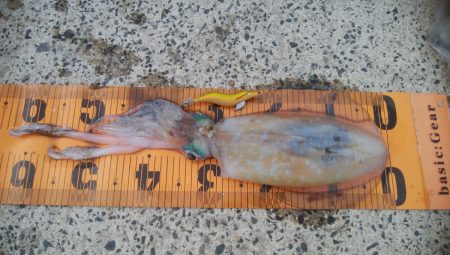 初夏の釣果まとめ【きた氏連載 vol.10】