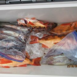 大進丸(新潟) 釣果