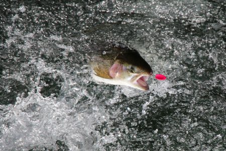 小菅トラウトガーデン 釣果