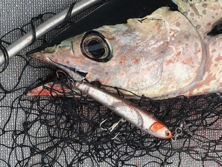 へいみつ丸 釣果