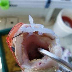 遊漁船 ニライカナイ 釣果