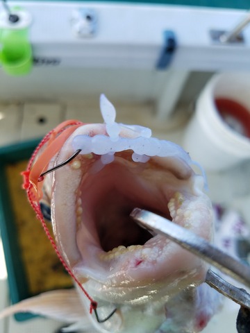 遊漁船 ニライカナイ 釣果