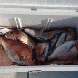 遊漁船ブルーウッズ 釣果