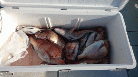 遊漁船ブルーウッズ 釣果