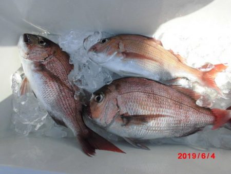 大進丸(新潟) 釣果