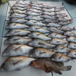 遊漁船 幸友丸 釣果