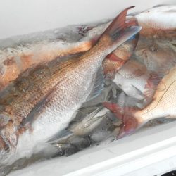 こうゆう丸 釣果