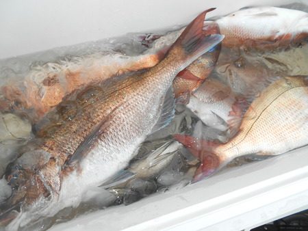 こうゆう丸 釣果