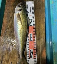 愛海丸 釣果
