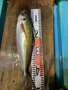 愛海丸 釣果