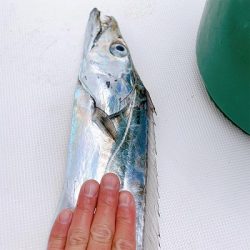 フィシングボートAir(エアー) 釣果