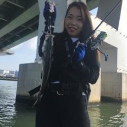 シーマジカル 釣果