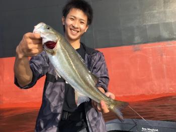 シーマジカル 釣果