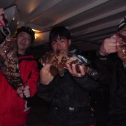 シーマジカル 釣果