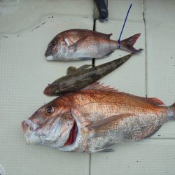 HARUKA丸 はるかまる 釣果