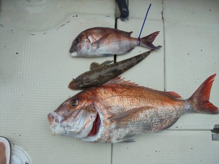 ＨＡＲＵＫＡ丸　はるかまる 釣果