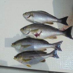 ＨＡＲＵＫＡ丸　はるかまる 釣果