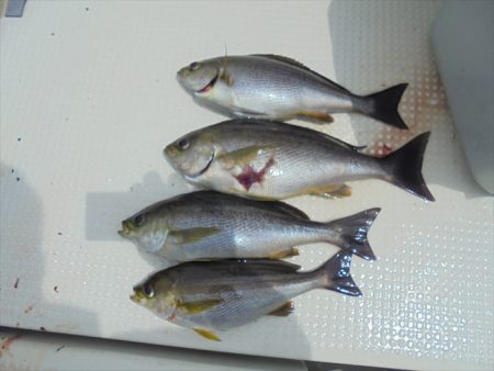 ＨＡＲＵＫＡ丸　はるかまる 釣果