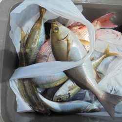 ＨＡＲＵＫＡ丸　はるかまる 釣果