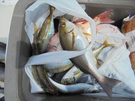 ＨＡＲＵＫＡ丸　はるかまる 釣果