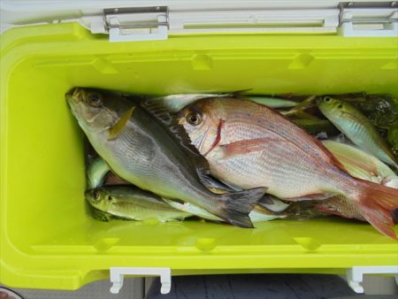 ＨＡＲＵＫＡ丸　はるかまる 釣果