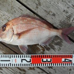こかわ渡船　雅丸 釣果