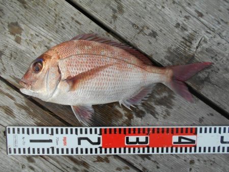 こかわ渡船　雅丸 釣果