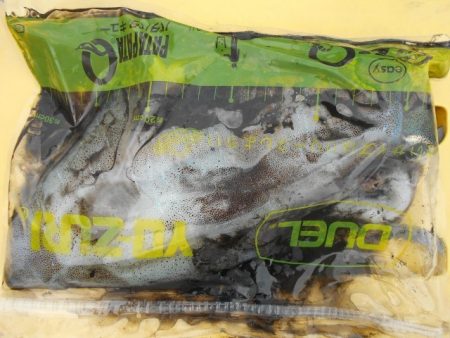 こかわ渡船　雅丸 釣果