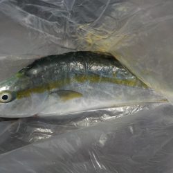 千鳥丸 釣果