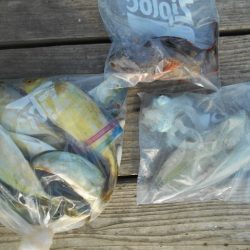 こかわ渡船　雅丸 釣果