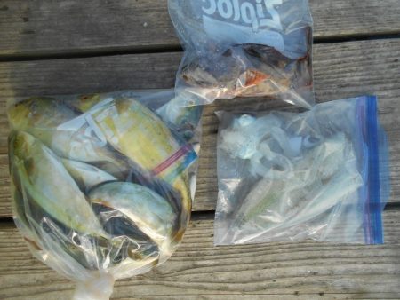 こかわ渡船　雅丸 釣果