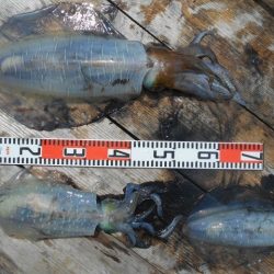 こかわ渡船　雅丸 釣果