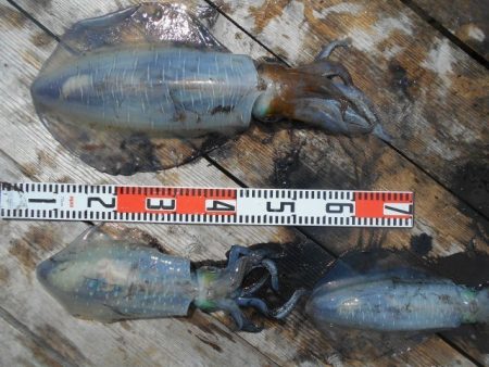 こかわ渡船　雅丸 釣果