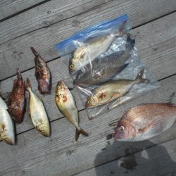 こかわ渡船　雅丸 釣果