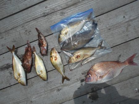 こかわ渡船　雅丸 釣果