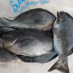 千鳥丸 釣果