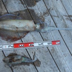 こかわ渡船　雅丸 釣果