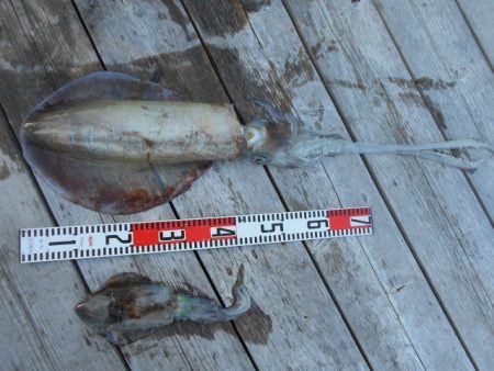 こかわ渡船　雅丸 釣果