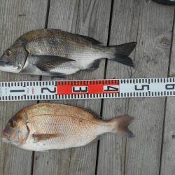 こかわ渡船 雅丸 釣果