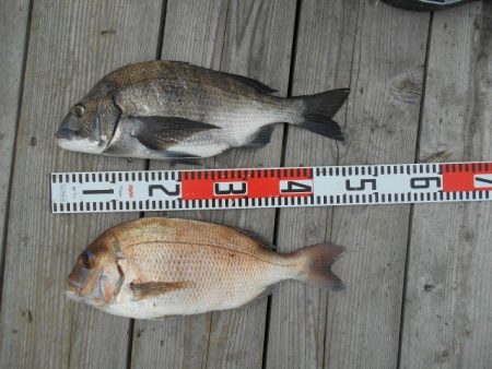 こかわ渡船　雅丸 釣果