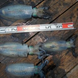 こかわ渡船　雅丸 釣果