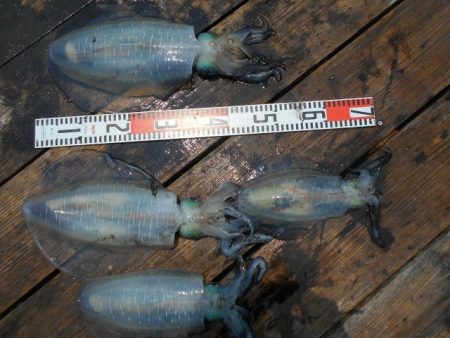 こかわ渡船　雅丸 釣果