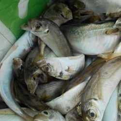 こかわ渡船　雅丸 釣果